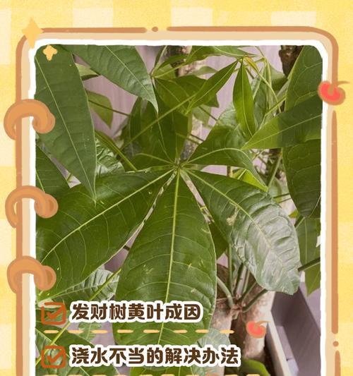 发财树的叶子如何长得更高（揭秘发财树叶子生长的秘密，学会科学养护，让你的发财树生机勃勃）