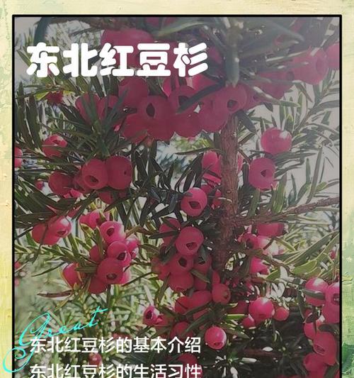 红豆杉根的加工与应用（发掘红豆杉根的药用价值与工艺流程）
