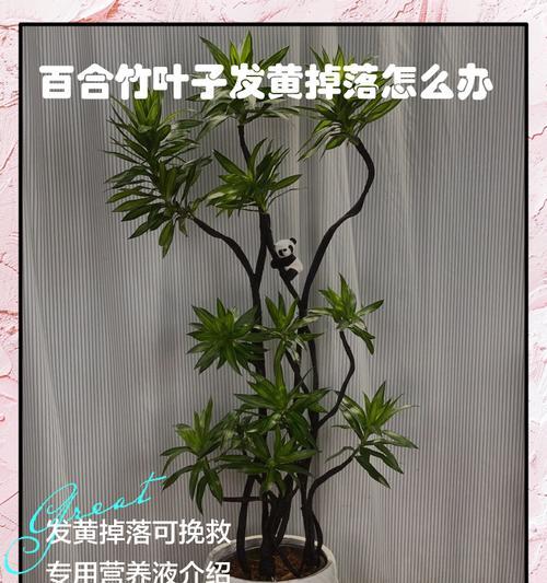 室内盆栽竹子叶子冬季黄了怎么办（解决室内盆栽竹子叶子黄化问题的有效方法）