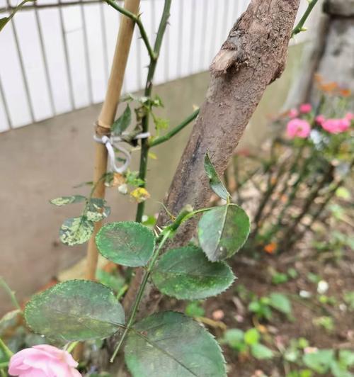 月季花换盆后为何蔫了（探究月季花换盆后枯萎的原因及应对方法）
