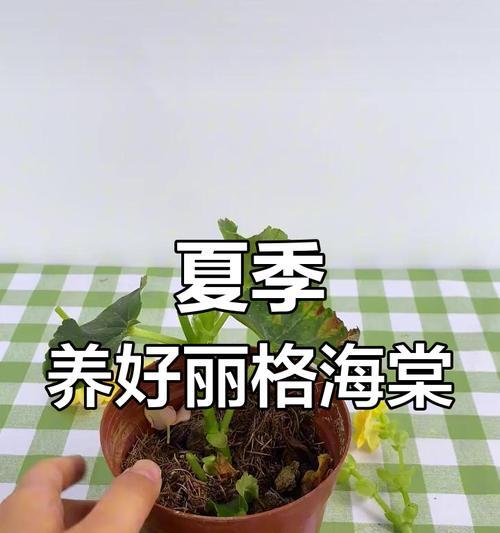 海棠夏季养护指南（打造缤纷夏日花海，让海棠绽放更美）