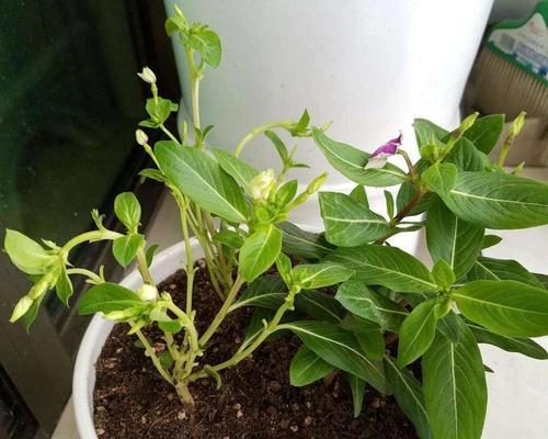 如何让盆栽花快速生长（掌握关键要点，让您的盆栽花充满生机）
