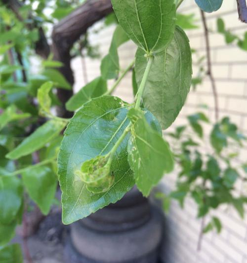 常绿植物为何总是长叶子？（探究常绿植物长叶子的原因与适应性）