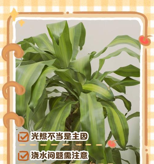 水培巴西木叶子为什么会萎缩发黄？（水培巴西木叶子发黄原因及解决方法）