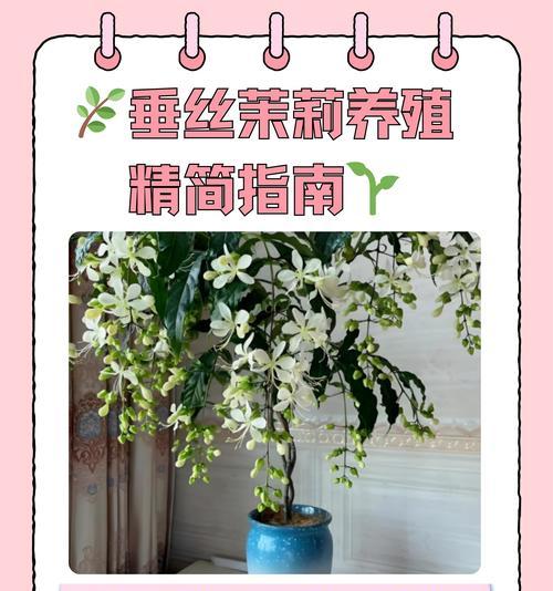 如何让茉莉不掉花（茉莉养护技巧与注意事项）