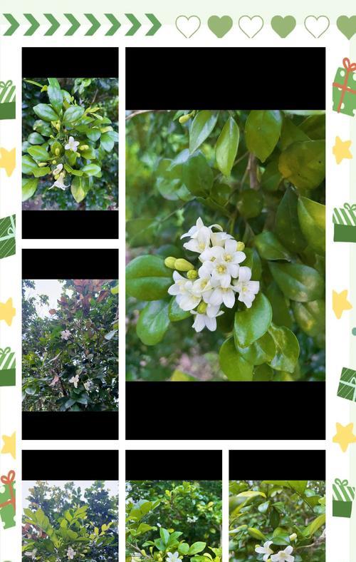 九里香花（品味花海中的绮丽盛景）