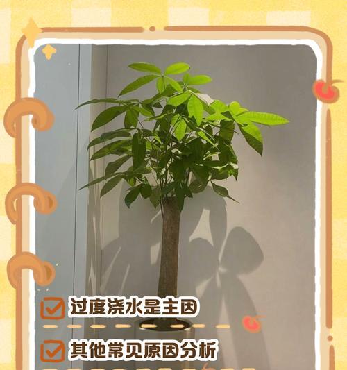 如何修剪长得过长的发财树树枝（让你的发财树恢复健康生长）