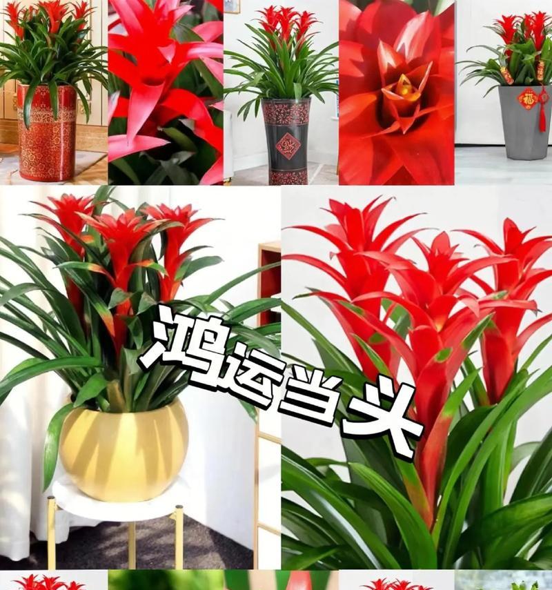 以鸿运当头盆栽——幸福与希望的根源（用画笔描绘盆栽中的吉祥与繁荣）