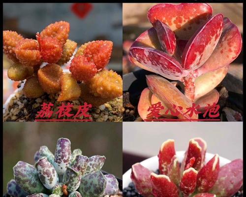荔枝养殖指南（从种植到收成，轻松打造丰硕果实）