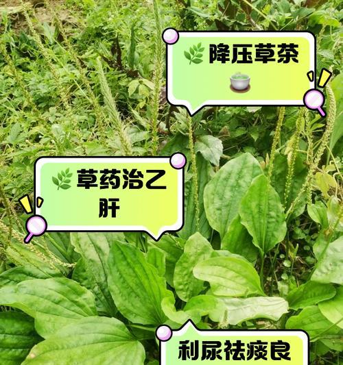 车前草到底是不是水生植物？（解密车前草的生长环境和特点，为你解答疑惑）