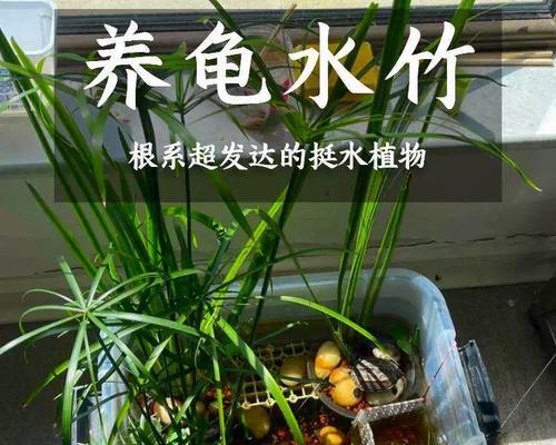伞草的种植与养护（打造绿意盎然的伞草庭院）
