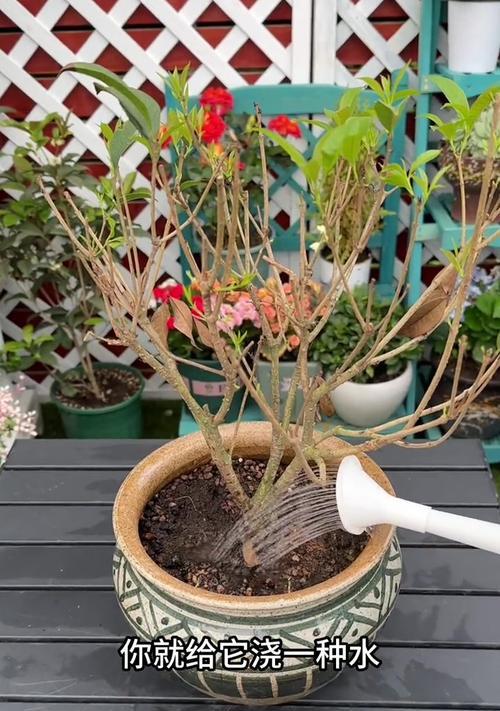 盆栽桂花掉叶子的原因及应对方法（解决盆栽桂花掉叶子问题的有效措施）