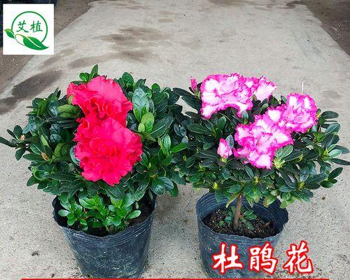 杜鹃花四季怒放,花开如诗(探秘杜鹃花四季开花之谜)