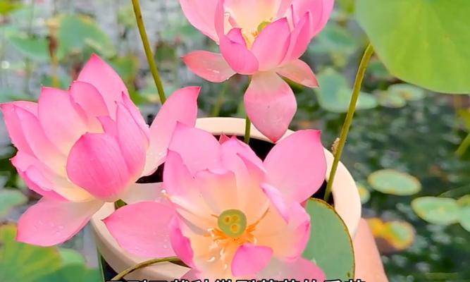 在家种莲花的方法（让您的家园变成莲花世界）