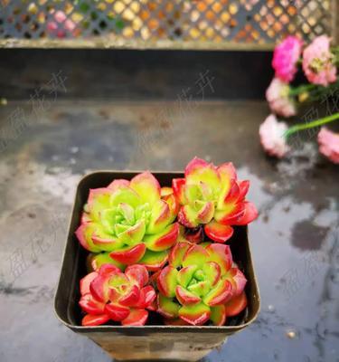 多肉蒂亚长得太高怎么处理？（简单有效的方法来控制多肉蒂亚的生长高度）