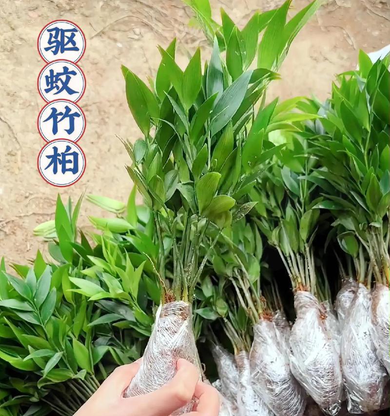 水培竹子生根的秘诀（以水培方法促进竹子生根的关键技巧）