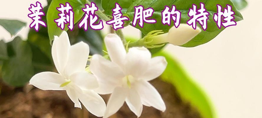 茉莉的肥怎么弄？——绿萝养护技巧大揭秘（打造茉莉健康饱满的翠绿身姿，学会这些关键技巧！）