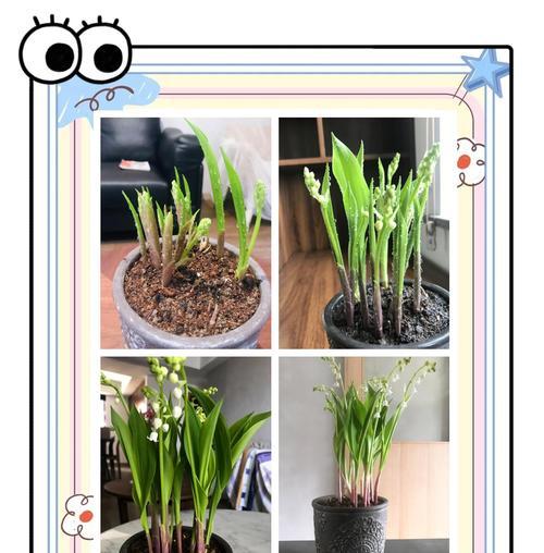 玲兰花种植技巧与养护全攻略（掌握玲兰花的种植要点，让你成为花园里的小达人！）