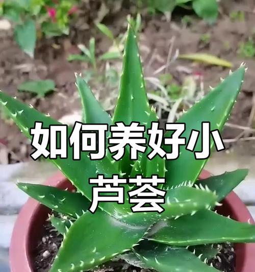 芦荟水浇多了怎么办？15个有效解决办法！