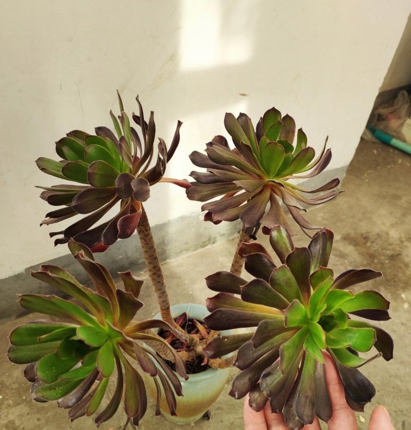 多肉黑法师的繁殖方法（掌握多肉黑法师繁殖，打造绿色植物家园）