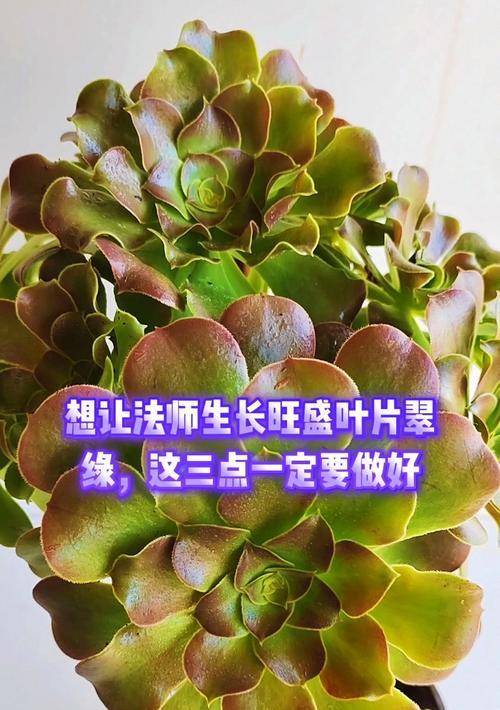 法师叶子太密了怎么办?(解决法师技能过于繁复的几个有效方法)