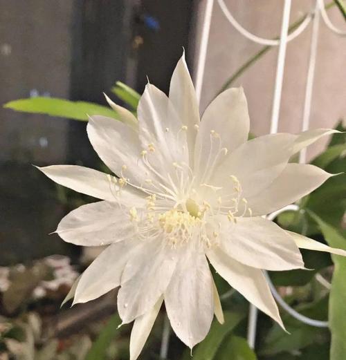昙花的养殖技巧与注意事项（打造美丽短暂的昙花花园，）