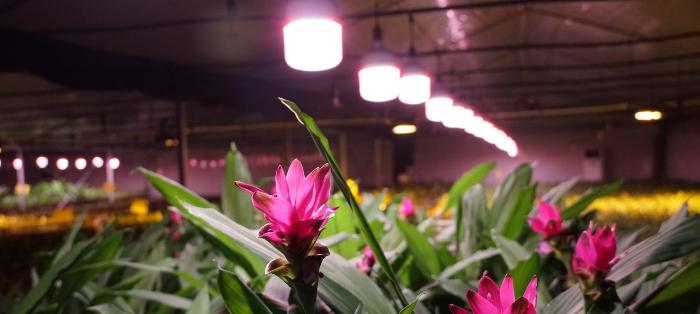 培养荧光花卉的方法与技巧（打造绚丽夜景，探索荧光植物的美丽世界）