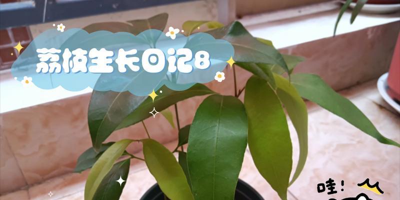 荔枝的生长环境及适宜种植条件