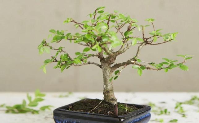 如何正确栽培榆树的冬季护理？（关键步骤、注意事项及常见问题解答）