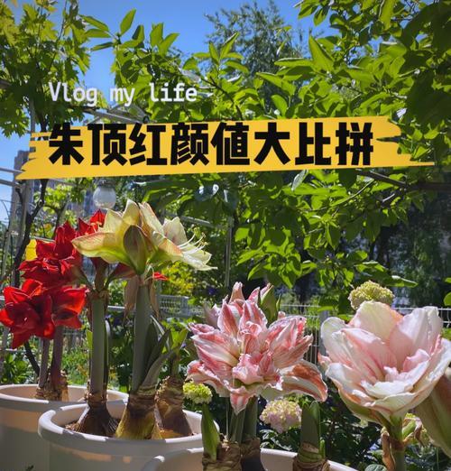 朱顶红的养殖指南（如何正确养殖朱顶红，让其绽放绚丽色彩）