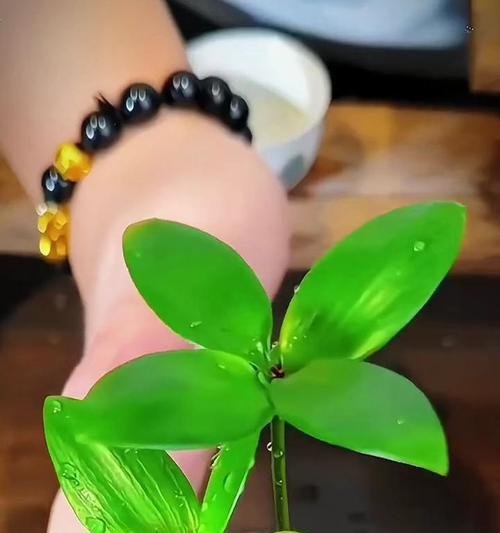 家里养四叶草风水好吗?(四叶草的风水布局及寓意解析)