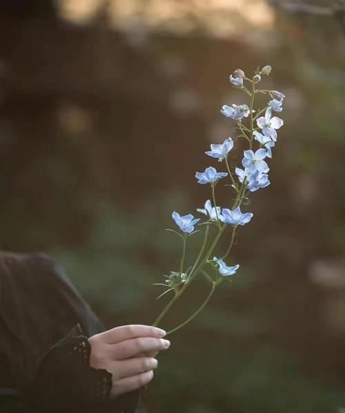 恬淡悠然——用花朵传递安静优雅的情感（以百合、茉莉花为代表，探讨花卉与人文情感的交融之美）