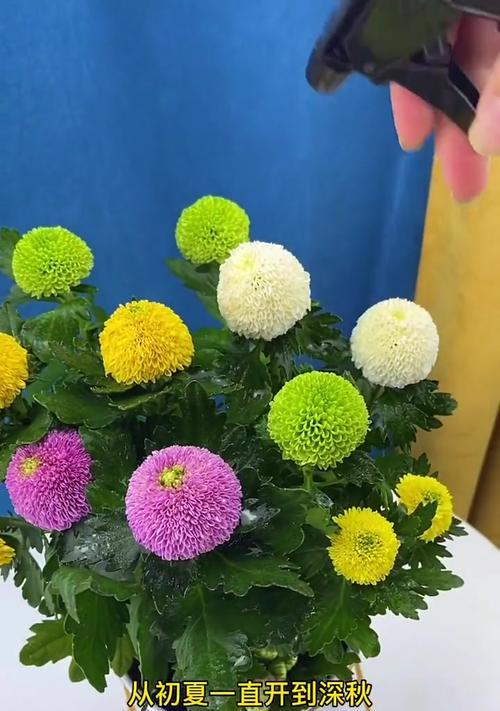 乒乓菊水培养护指南(乒乓菊水培的方法、技巧和注意事项)