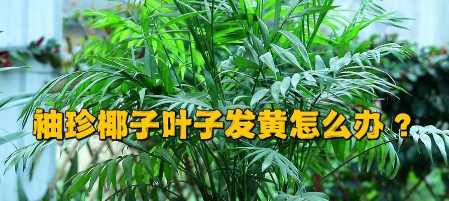 剪剪剪！如何巧妙处理过多的袖珍椰子叶（椰子叶剪辑技巧大揭秘，帮你搞定棘手问题）