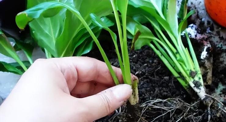 以水养一帆风顺花的开花之谜（探究不开花的原因与解决办法）