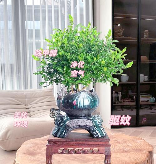 以清香木叶子怎么不是偶数(探索清香木叶子的不寻常特征)