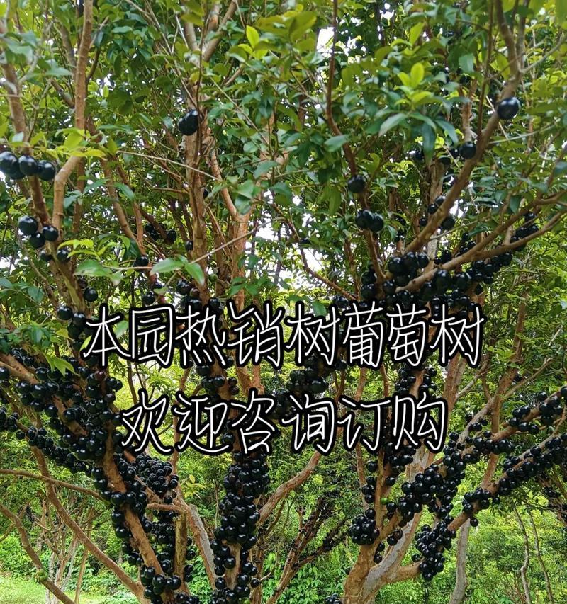 打造盆景葡萄（精心栽培，缔造独特韵味）
