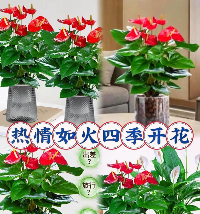 红掌水培技巧详解（打造美丽室内花园的最佳选择）