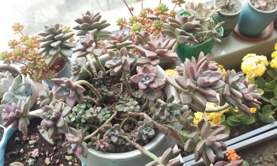 如何让姬胧月叶片长得肥（掌握这个，打造丰盈的姬胧月叶片）