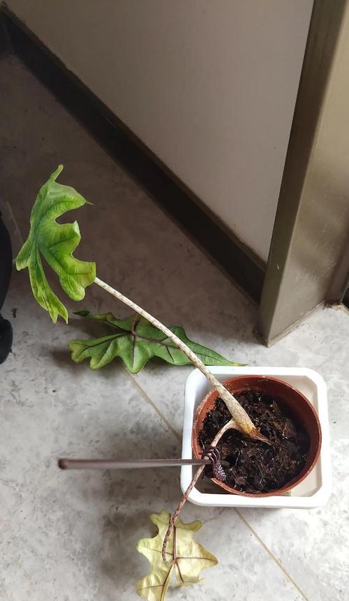 控制海芋的生长高度的方法（培养健康的海芋植株，掌握生长高度）