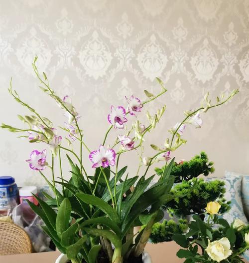 如何处理兰花移盆后叶黄问题（解决兰花移盆后叶黄的方法及注意事项）