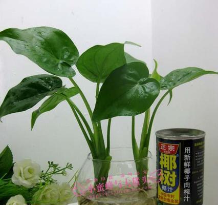 以水培滴水观音分棵的技巧和方法（实用技巧帮助您成功将滴水观音繁殖成多棵健康植株）