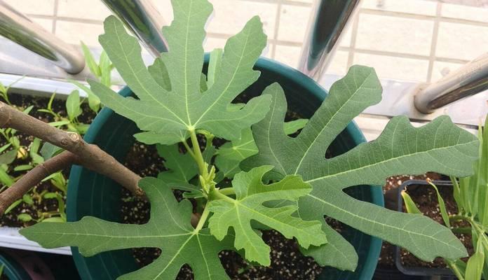 如何选择合适的盆栽土壤种植无花果（配方要点、施肥要领及养护建议）