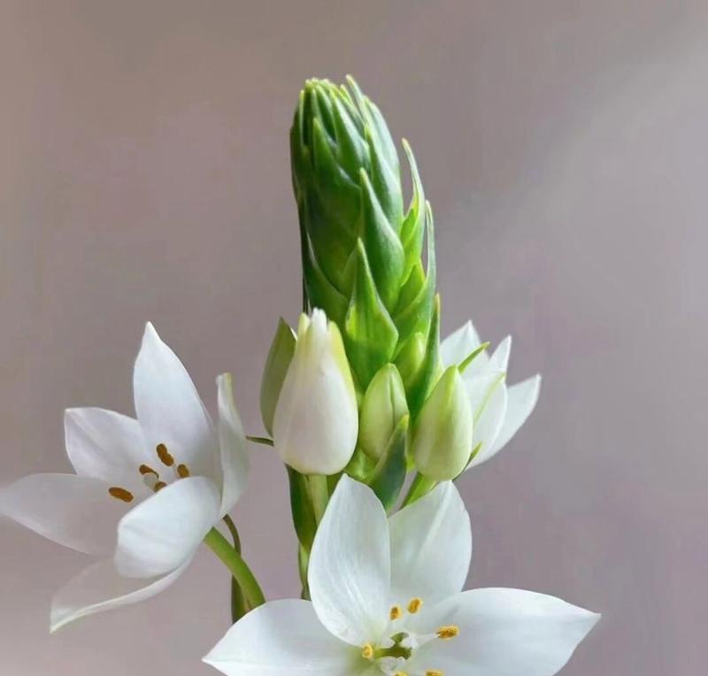 雀梅花开花和结果时间及生长周期详解（了解雀梅的开花、结果时间和生长周期，让你更好地栽培）