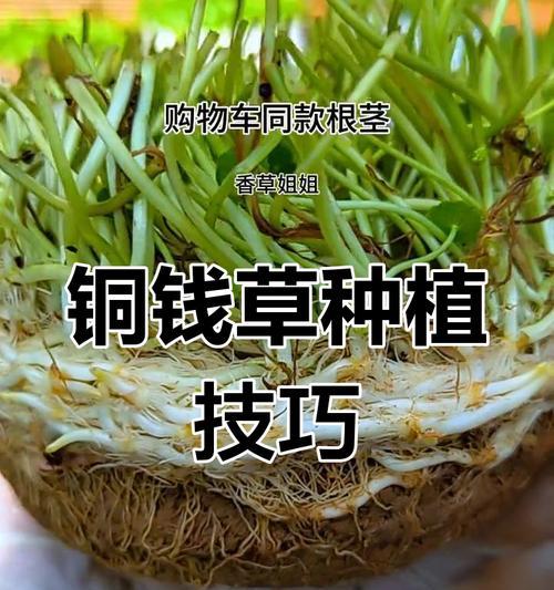 铜钱草的种植与养护全攻略（打造绿意盎然的铜钱草花园，让家更温馨）