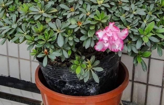 如何养护开花后的杜鹃