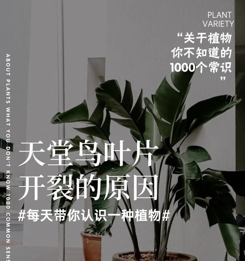 如何应对鹤望兰冬天叶子开裂问题（解决鹤望兰叶子开裂的有效方法及注意事项）