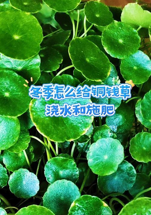 铜钱草的剪枝和施肥技巧（以铜钱草剪掉后如何正确施肥，使其健康生长）