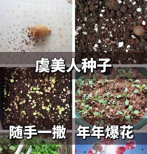 美人焦的种子留种与繁殖方法（打造私家花园，轻松种植美人焦）