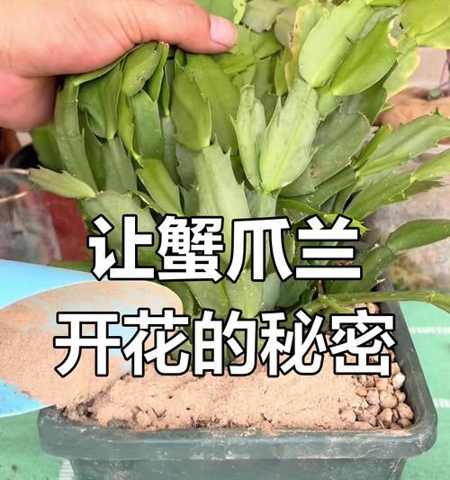 如何快速让蟹爪兰再次开花（以蟹爪兰花谢后怎么快速开花为主题的种植技巧分享）